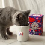 Le chocolat des français et Compagnie coloniale